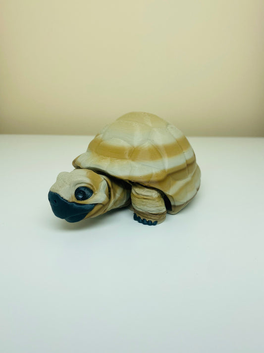 desert bone tortoise